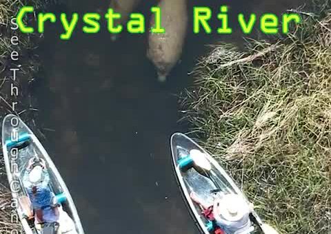 The TRUTH about Crystal River and Three Sisters Springs Manatee Tourism