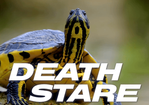 Staring Evil Eye GIF by Sealed With A