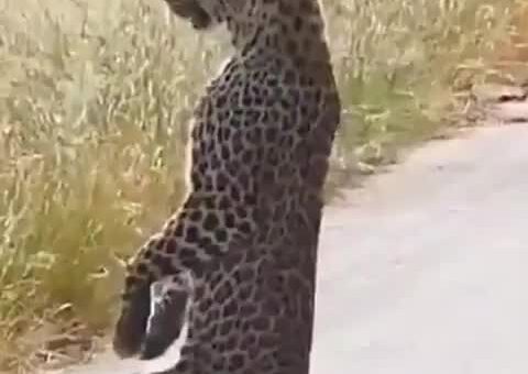 Just leopard things. Ylva impressed us with her leopard-like balance during one of her first…
