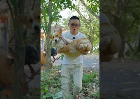 Dog मुर्गी के बच्चों को ढूंढेगा 😅 ~ #shorts #shortsfeed #viral #trending #funny/chinese video/funny