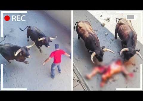 99 Ataques de Animales Más Brutales Captados en Video #01
