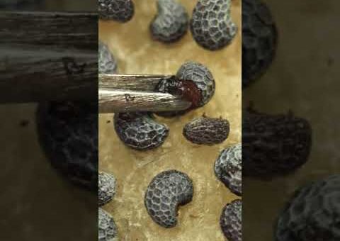 macro compilation #asmr#macro#closeup#relaxing#satisfying