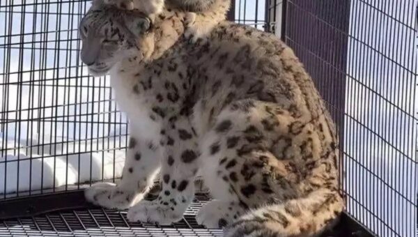 Snow leopard stack