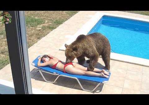 Les 82 attaques animales les plus horribles jamais filmées #2