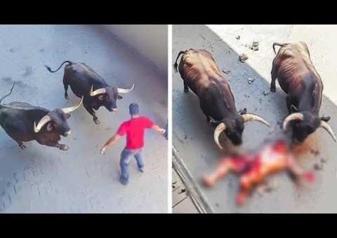 99 Most BRUTAL ANIMAL ATTACKS Caught on Camera #02