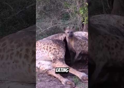 Unbelievable Animal Moments Caught On Camera