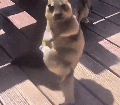 Happy Dance