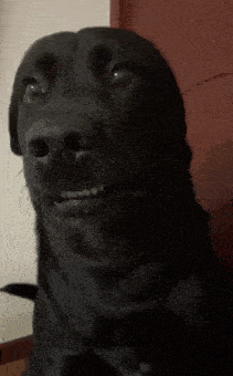 Big Dog GIF by MOODMAN