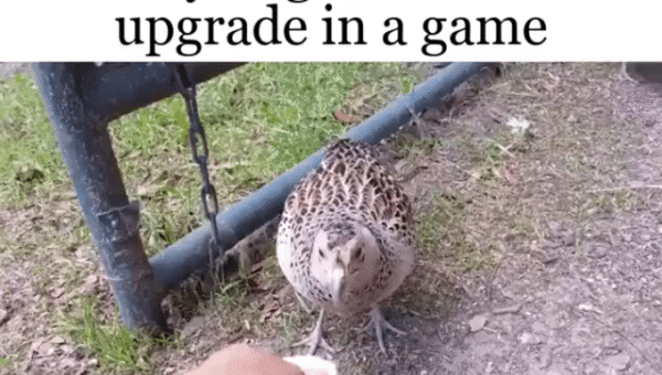 Gotta show off