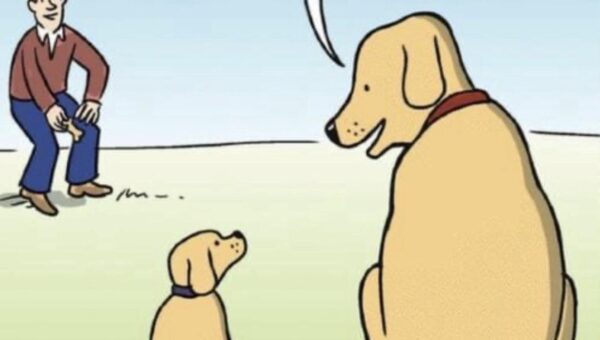 Doggo meme