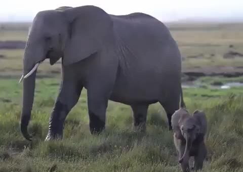 This place needs more baby Elephant