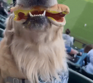 Hot Dog Eating GIF by Respective