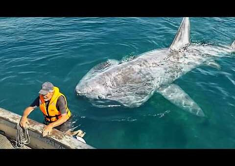 Most Incredible Incidents at Sea Caught on Camera