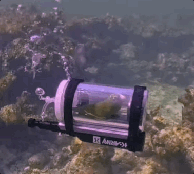 Deep Water Ocean GIF by slicedbread