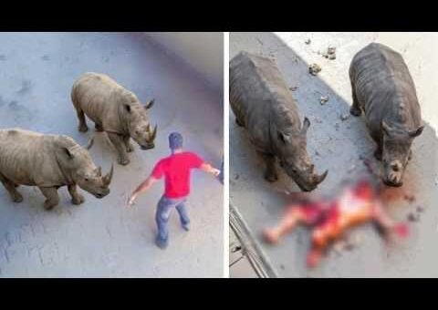 99 Most BRUTAL ANIMAL ATTACKS Caught on Camera #03
