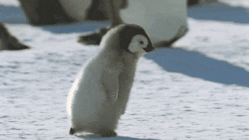 penguin running