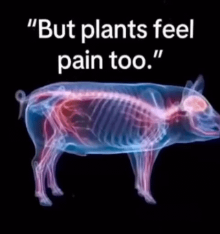 Plants feel pain too 🥀