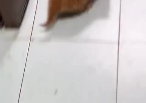 Average orange behaviour