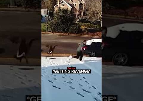 Homeowner Gets The Most Hilarious Instant Karma…