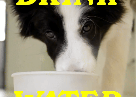 Melting Drink Water GIF by Sealed With A