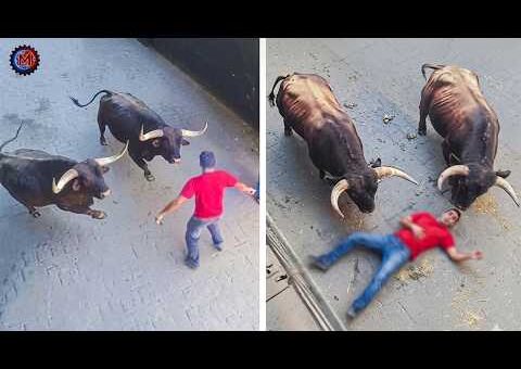99 Most BRUTAL ANIMAL ATTACKS Caught on Camera #02
