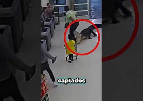 Momentos De Animales Increíbles Captados En Cámara