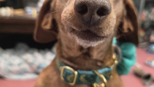 A photo of my pup Tiger Lilly #1209