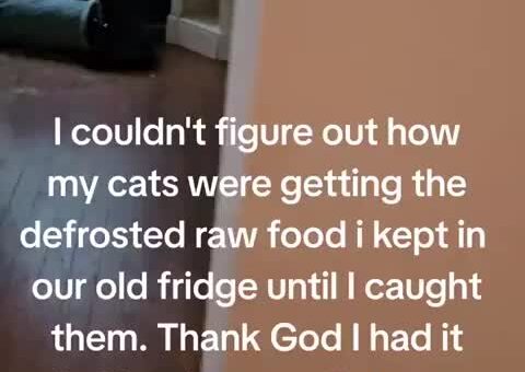 Clever cats