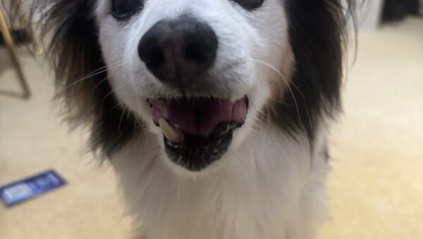 A photo of my dog Panko every day