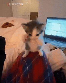 Dance Cat