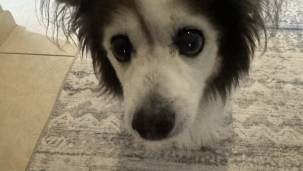 A photo of my dog Panko every day