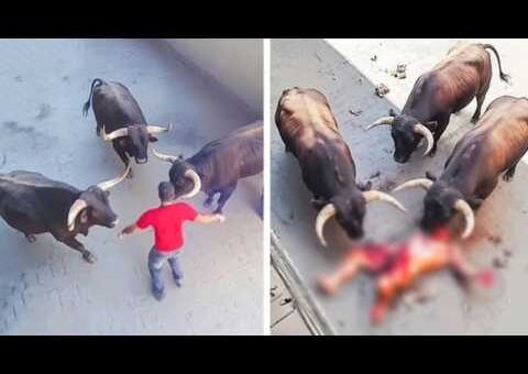 99 Most BRUTAL ANIMAL ATTACKS Caught on Camera #01