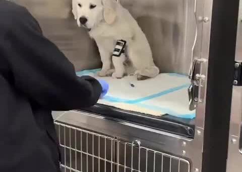 Good boy got into some edibles