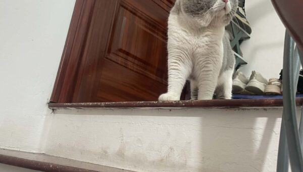 Daily photo of my furry overlord – Day [1]