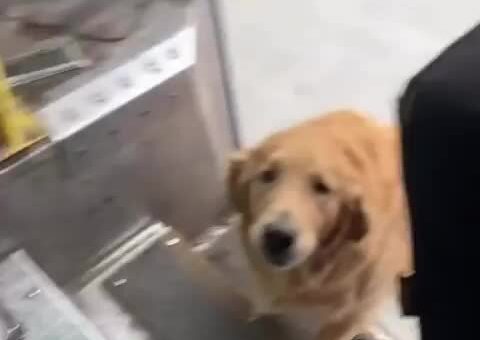 Good boy Charlie make sure delivery driver’s day is that much better