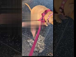 Dog poops on trumps walk of fame star