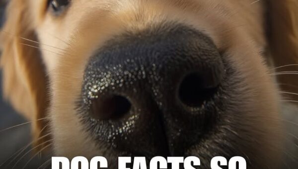 Dog Facts