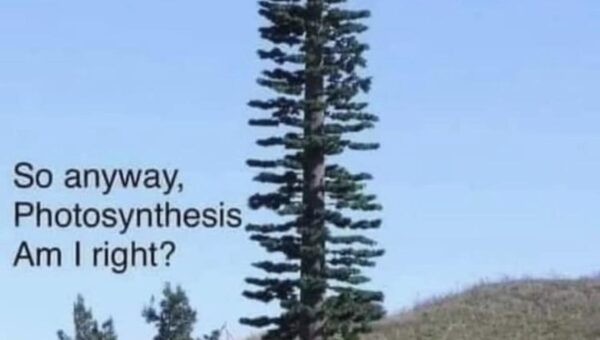 Trees am I right?
