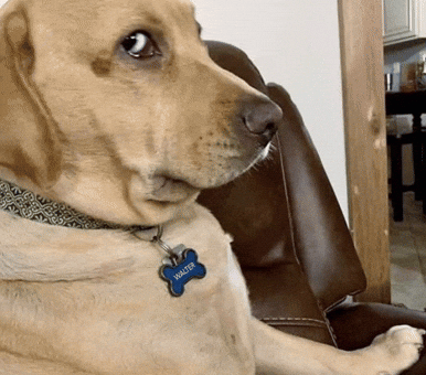 Dog Side Eye