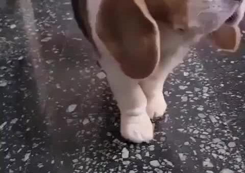 I would have the hardest time not giving the beagle everything she wants