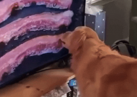 Hungry Dog GIF by Respective