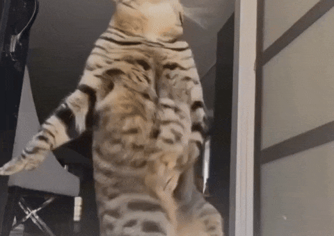 Michael Jackson Dancing Cat