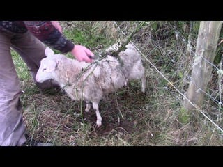 World’s Biggest Carnivorous Plant Catches Whole Sheep!