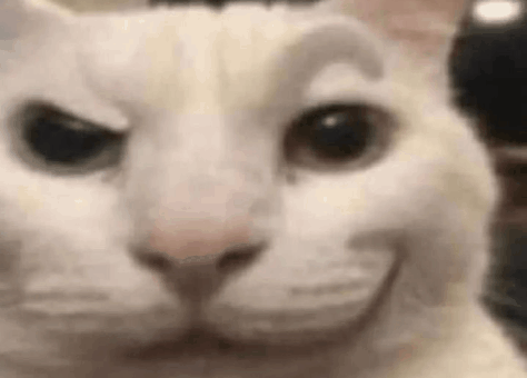 Cat Stare