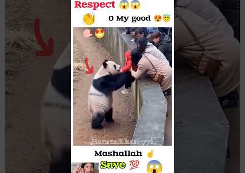 😍पांडे ने बच्चों को मां बाप के गोद मैं दिया रिएक्शन वीडियो#shorts