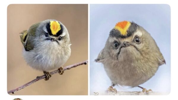 Grumpy bird