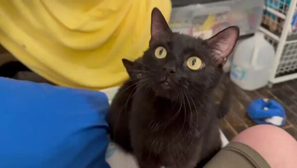 (Imgur screwed up the order) Videos for my potential adopters