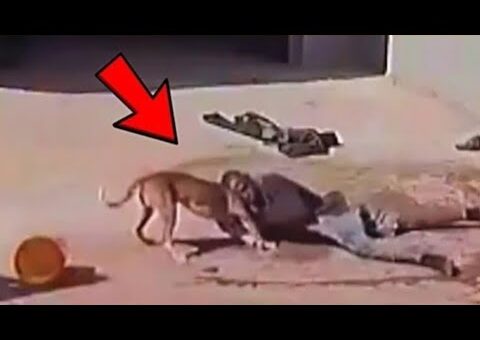 When Animals Go On A Rampage And Got Caught On Camera! #2