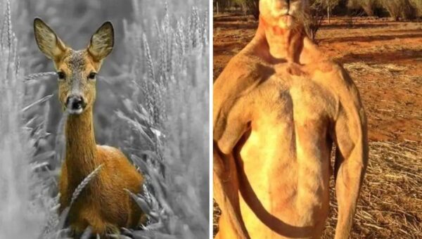 Oh deer. :)
