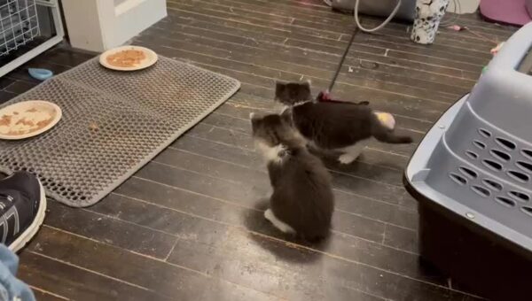 The floofsters are playing!